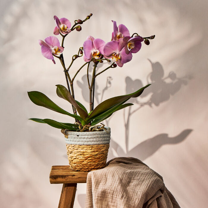 Pink Orchid Plant - FREE DELIVERY