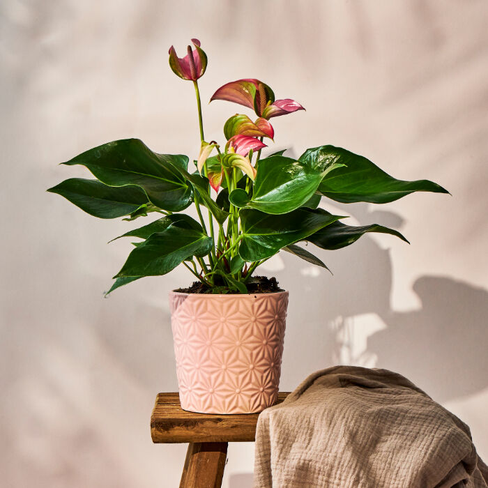 Pink Anthurium Plant - FREE DELIVERY