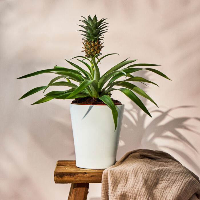 Pineapple Plant - FREE DELIVERY