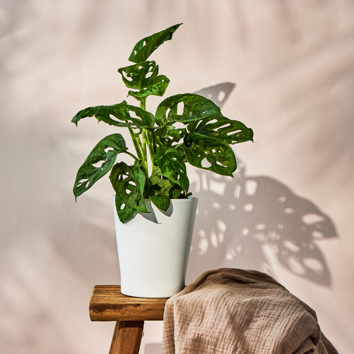 Monstera Plant - FREE DELIVERY