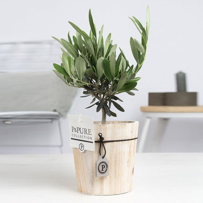 Olive Tree Plant - FREE DELIVERY