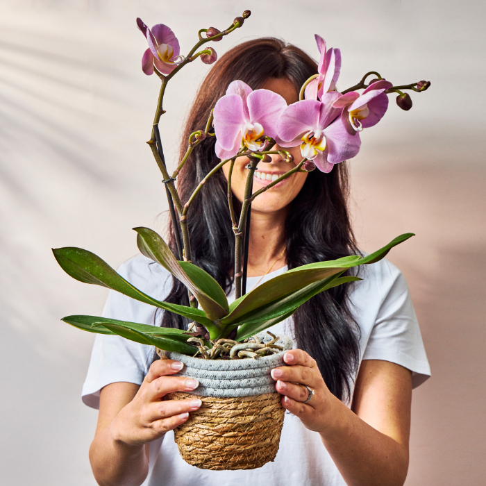 Pink Orchid Plant - FREE DELIVERY