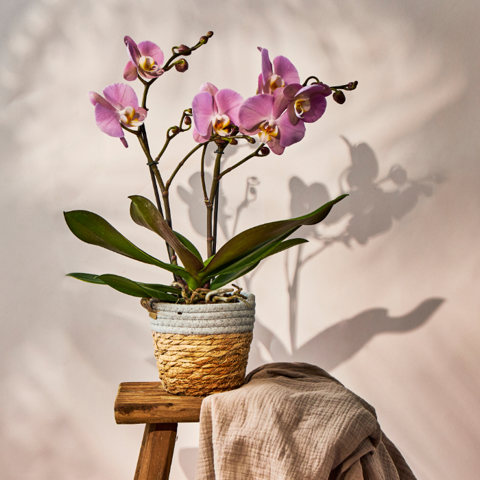 Pink Orchid Plant - FREE DELIVERY