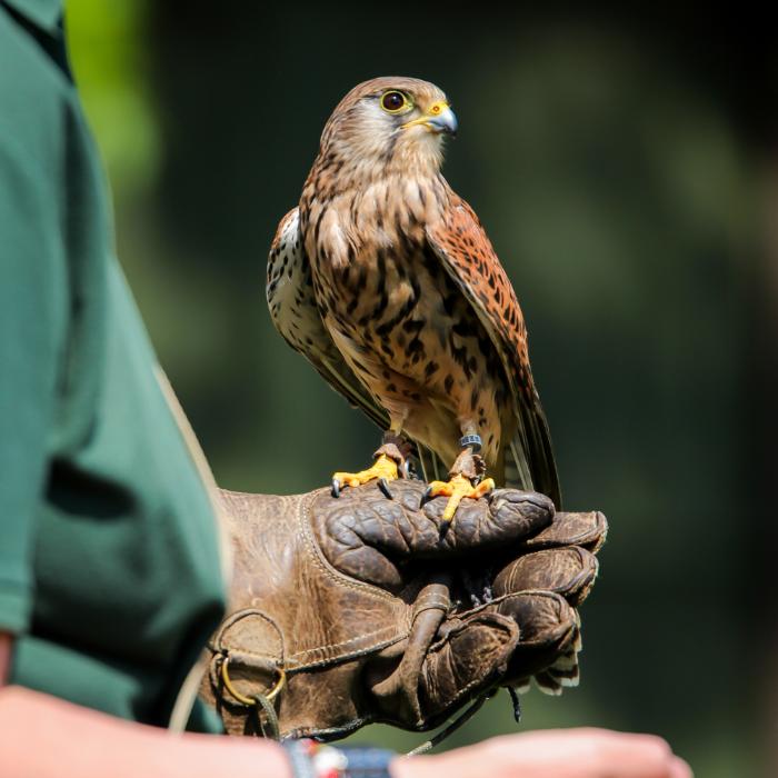 Animal Encounters Gift Experience Day