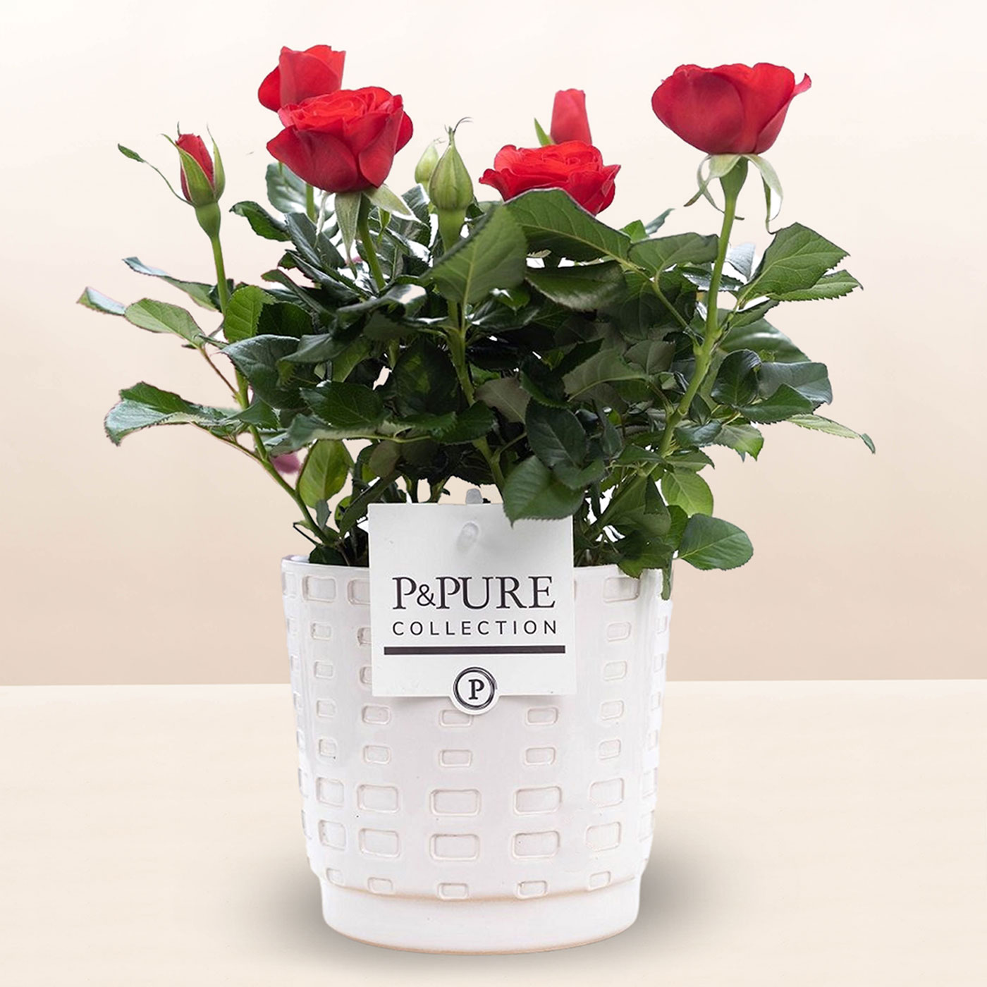 Red Rose Plant In A Pot - FREE DELIVERY