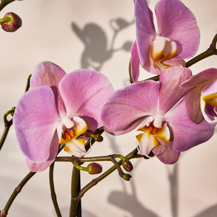 Pink Orchid Plant - FREE DELIVERY